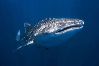Tableau Requin baleine