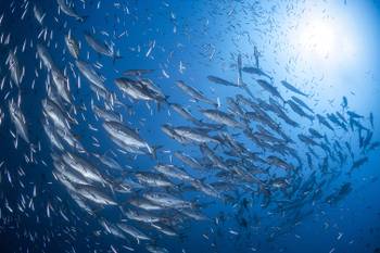 Tableau poisson Carangue