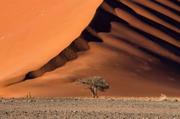 Tableau L'arbre sur la dune, Namibie