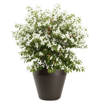 Blumentopf Purea