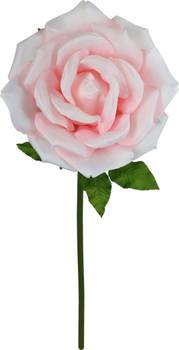 Riesenblume Rose