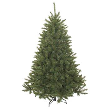 Weihnachtsbaum Bristlecone