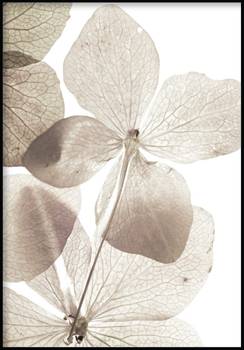 Transparente Blumenposter