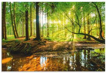 Alubild Wald mit Bach