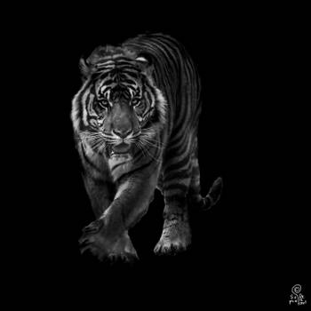 Tableau animaux tigre en approche