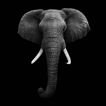 Tableau l'éléphant dans l'ombre
