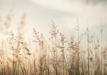 Panorama-Tapete Pampa