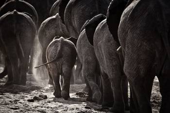 Tableau animaux cap afrique