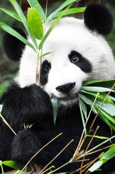 Tableau regard de panda