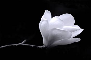 Tableau fleur de magnolia