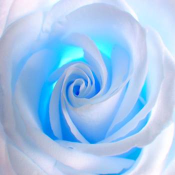 Tableau blue roses