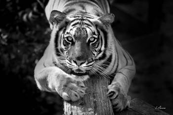 Tableau noir et blanc tigre jade