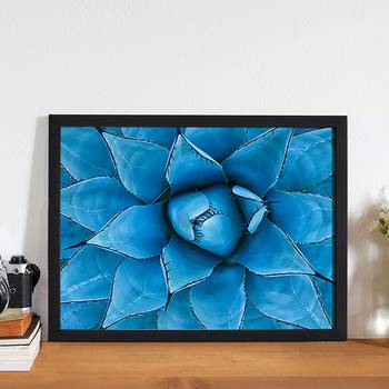 Bild Blue Agave