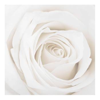 Bild Pretty White Rose II