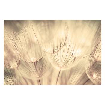 Vliesbehang Paardenbloem sepia