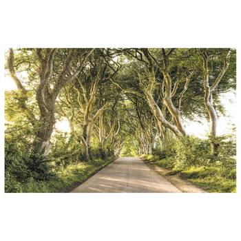 Fotobehang Golden Hedges