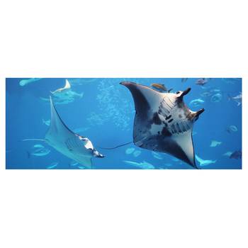 Tableau en verre Manta Ray