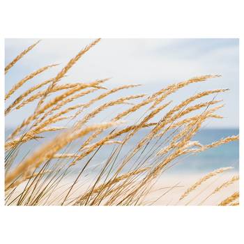 Afbeelding Strand Dune Grass