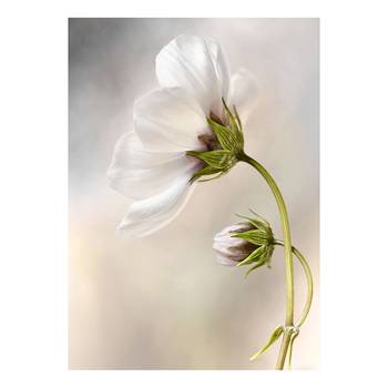 Afbeelding Bloemen Cosmos