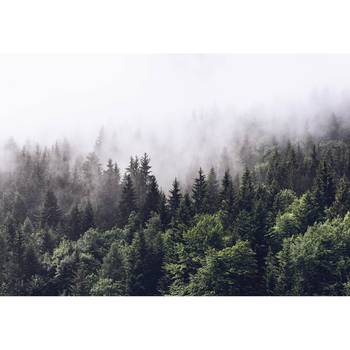 Papier peint Forêt dans la brume