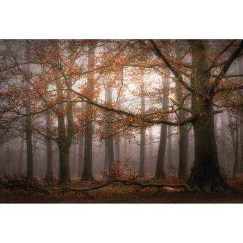 Fotobehang Foggy Autumn Forest