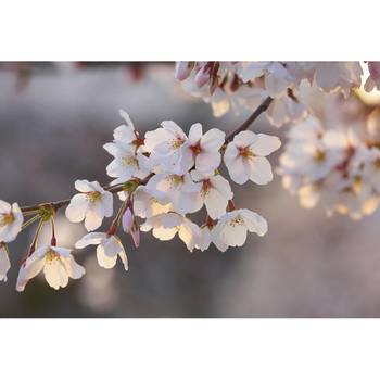 Papier peint Bourgeons de cerisier