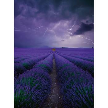 Fotobehang Field of Lavender