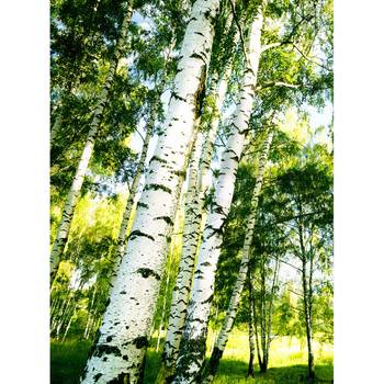 Fotomurale Sunshine Forest Wald