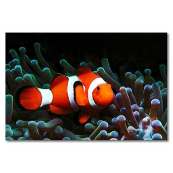 Leinwandbild Nemo