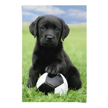 Poster Labrador Football