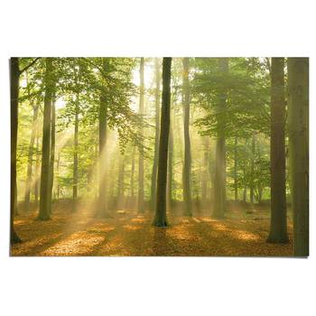 Poster Verlicht Bos groen