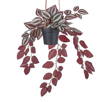 FLORISTA Tradescantia Zebrina 50cm