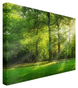 Akustikbild Grüner Wald
