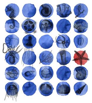 Panorama-Tapete Sea Star