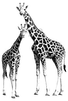 papier peint panoramique girafes