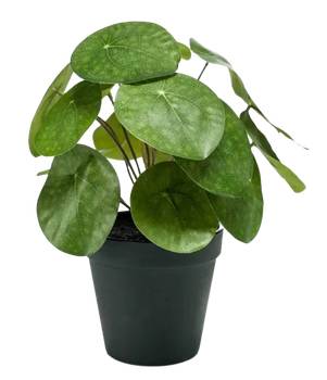 Künstlicher Geldbaum Justin