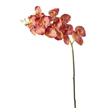 Orchidee Phalaenopsis Glitter