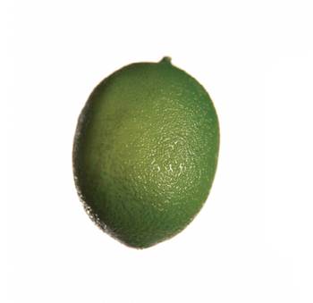 Künstliche Zitrone - Grün / 5 cm