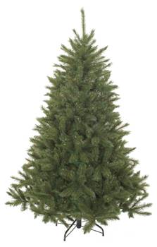 Sapin de Noël Bristlecone