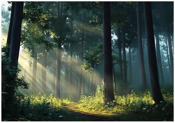 Fotobehang 3D Bos Zon