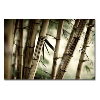 Foto op canvas Bamboo Forest