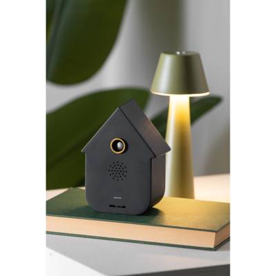 Ornament Sound Box Modern Cuckoo