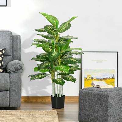monstera buy online Monstera 'Deliciosa' – ECOVIBE main image 1