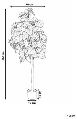 Plan & Dimensions