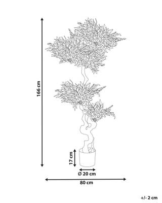 Plan & Dimensions