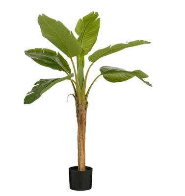 philodendron esmeralda Philodendron 'Red Emerald'