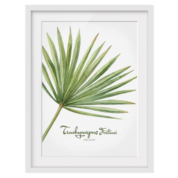 Bild Aquarell Botanik Trachycarpus II Kiefer teilmassiv - Weiß - 30 x 40 cm
