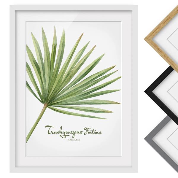 Bild Aquarell Botanik Trachycarpus II Kiefer teilmassiv - Weiß - 30 x 40 cm