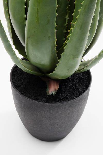 Kunstpflanze Aloe Vera kaufen | home24