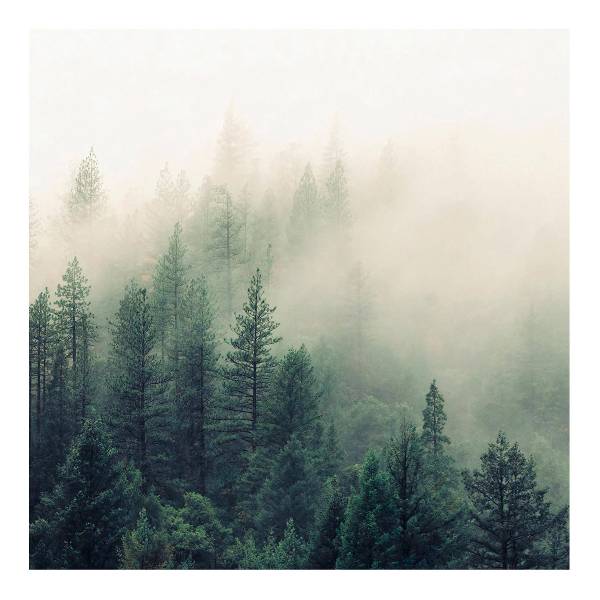 Fotomurale Foresta nella nebbia Tessuto non tessuto - Verde / Multicolore - 192 x 192 cm